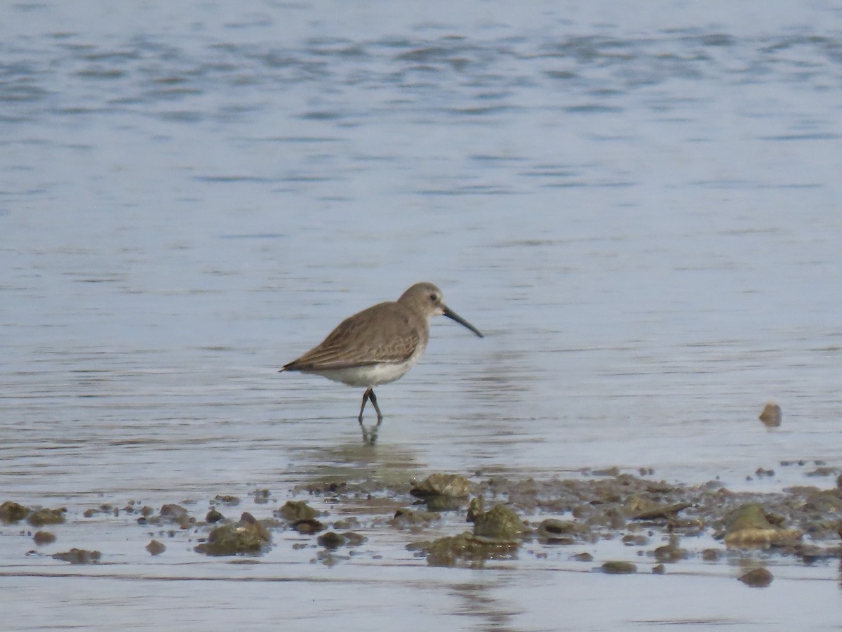 Dunlin - ML199225201