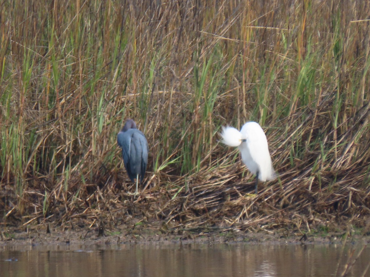 Aigrette bleue - ML199225271