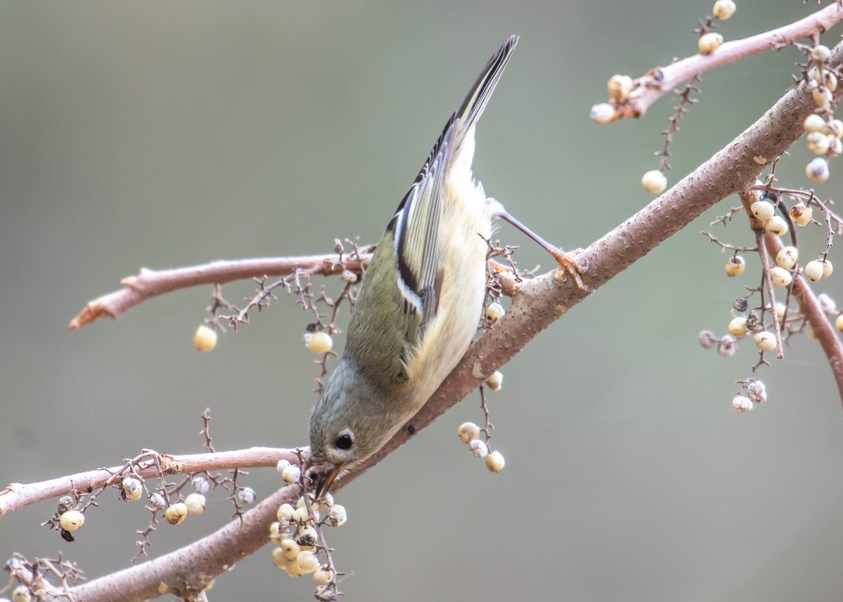 Ruby-crowned Kinglet - ML199225361