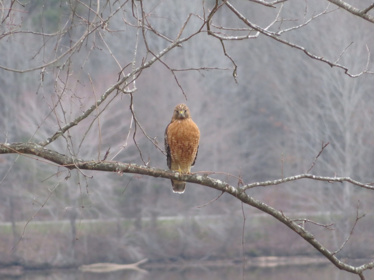 Red-shouldered Hawk - ML199226241
