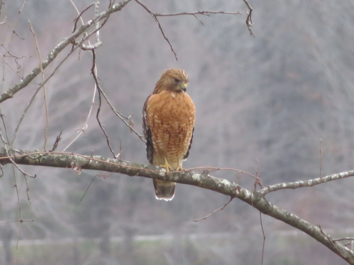 Red-shouldered Hawk - ML199226301