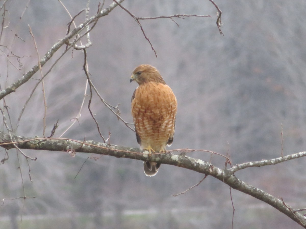 Red-shouldered Hawk - ML199226321