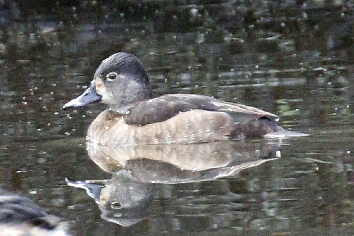 Ring-necked Duck - Donna Pomeroy