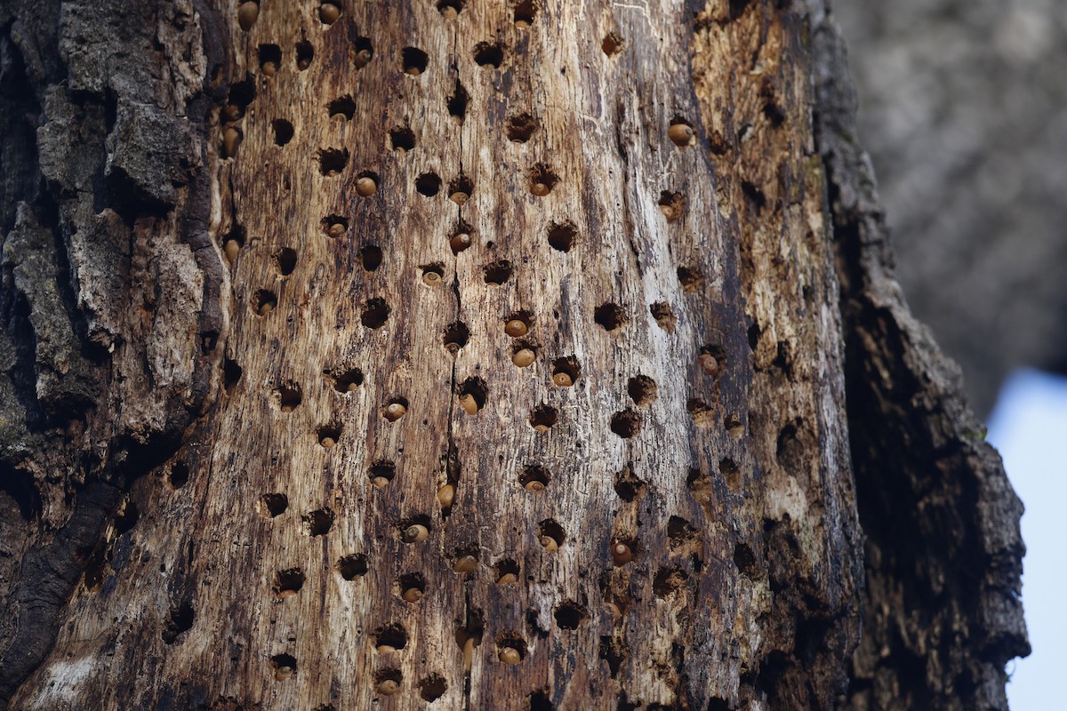 Acorn Woodpecker - ML199227921