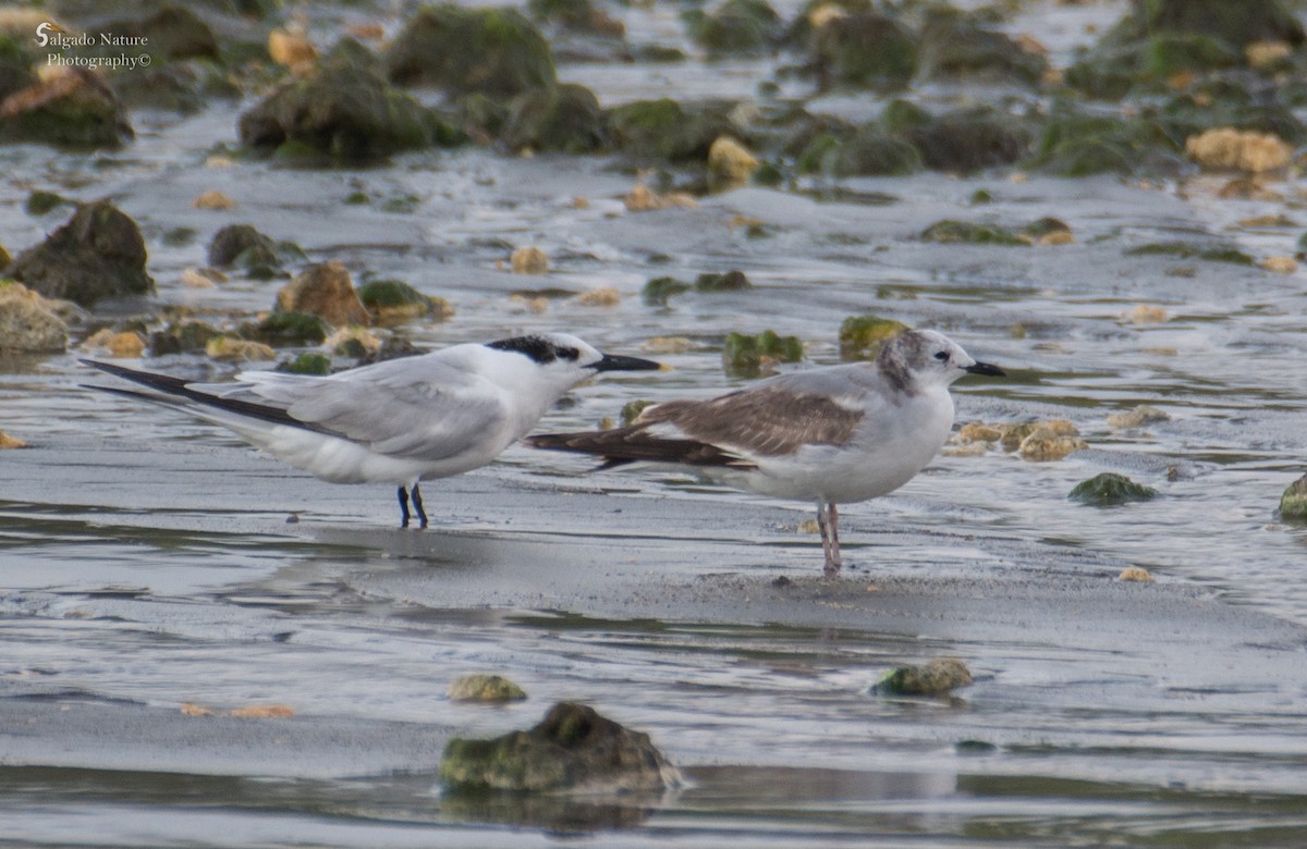 Sabine's Gull - ML199228821