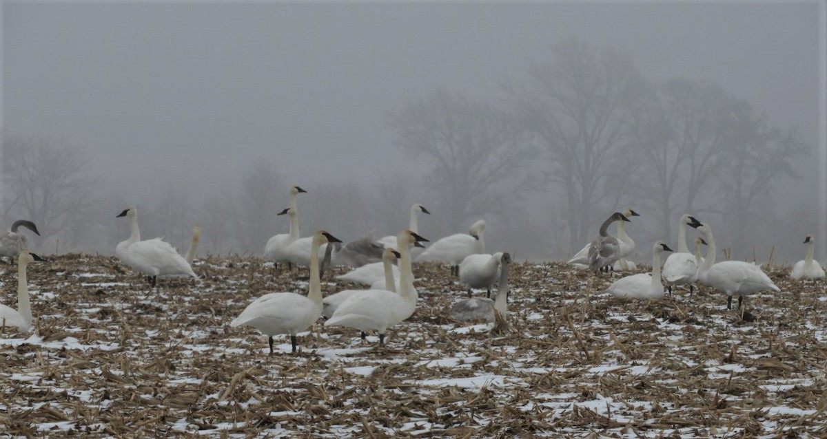 Trumpeter Swan - Paul McKenzie