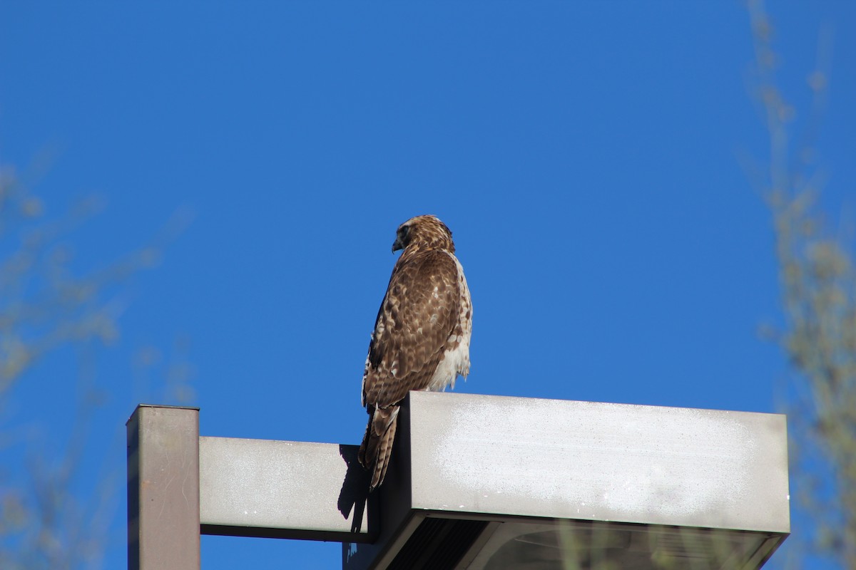 Red-tailed Hawk - Eliseo Moreno