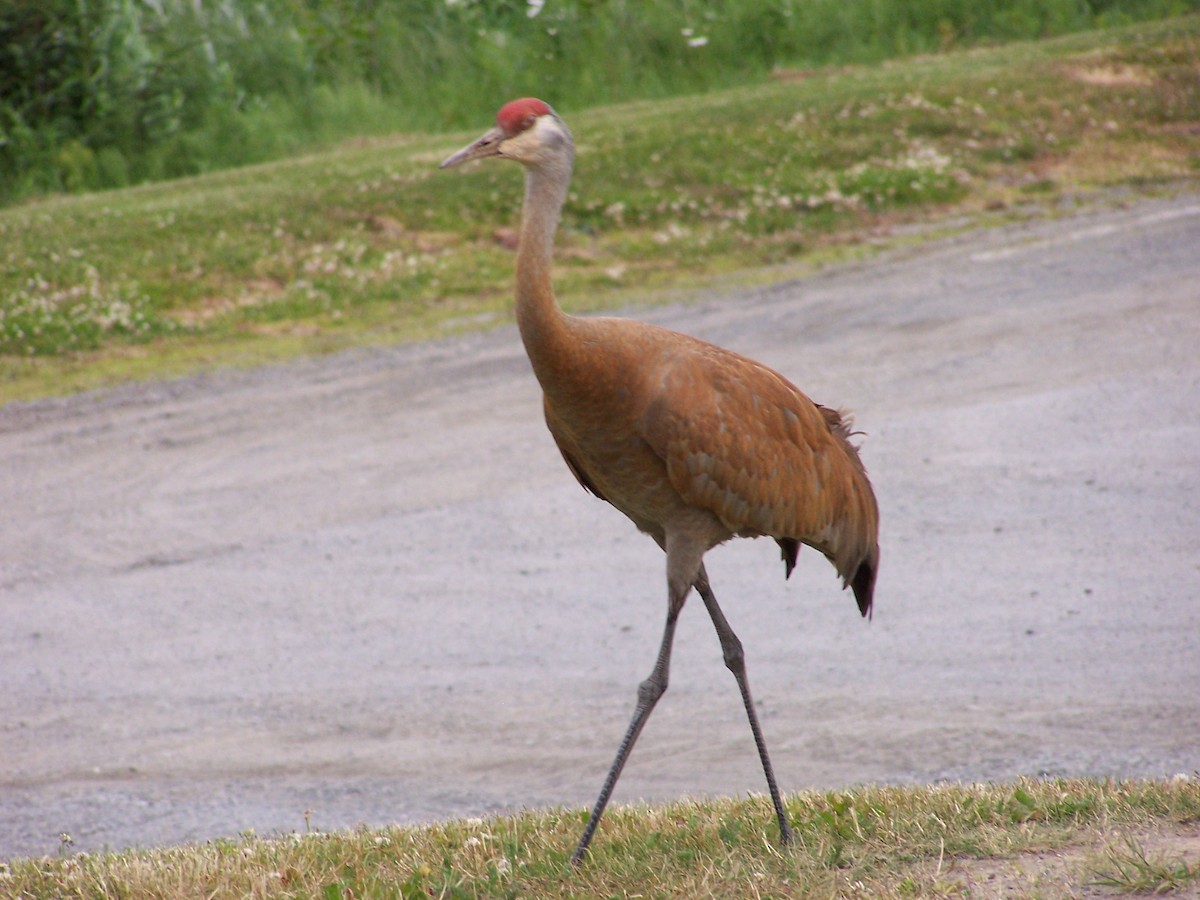 Орог тогоруу - ML199231181