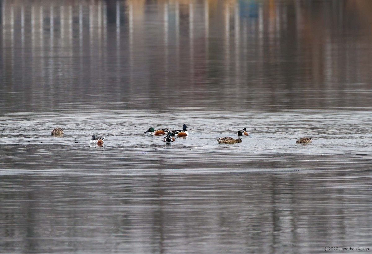 Northern Shoveler - ML199231531