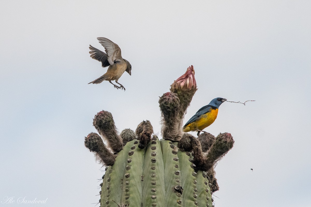 Blue-and-yellow Tanager - Alejandro Sandoval