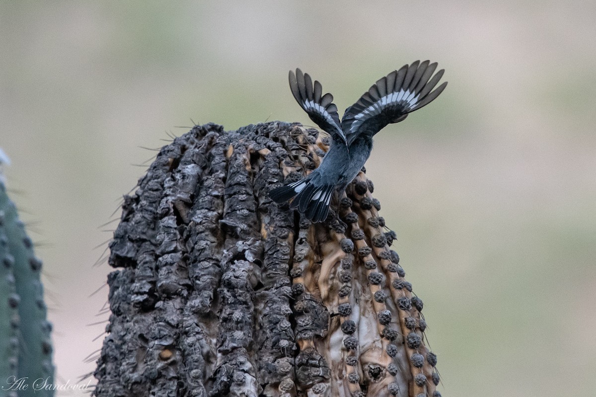 Band-tailed Seedeater - Alejandro Sandoval