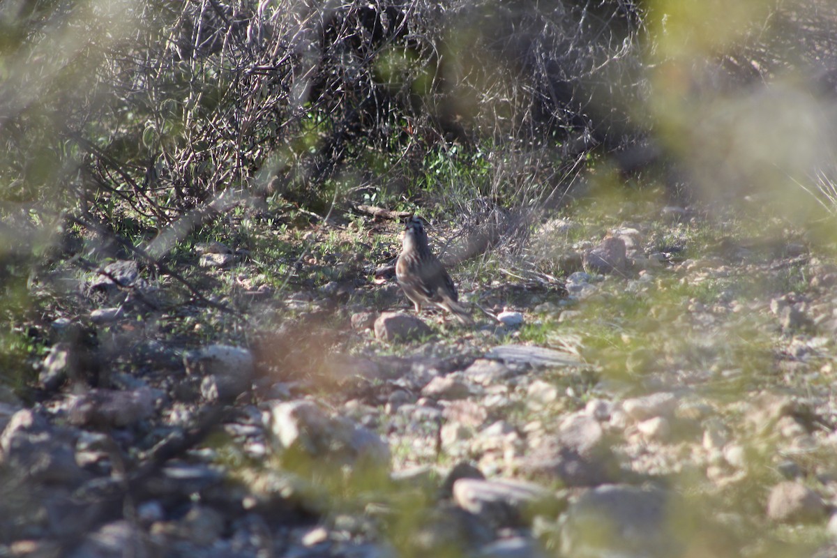 White-crowned Sparrow - Eliseo Moreno