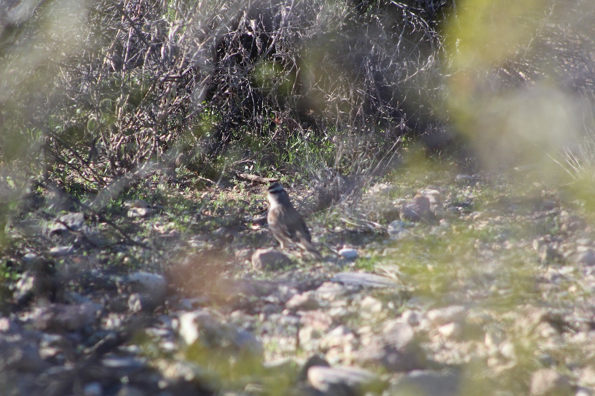 White-crowned Sparrow - ML199231931