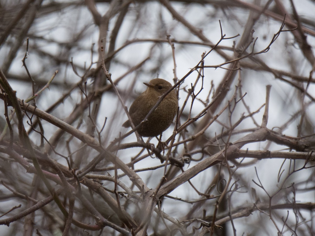 Winter Wren - ML199232461