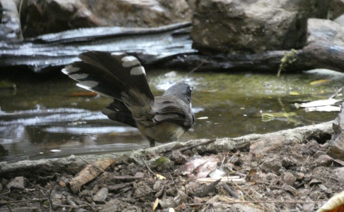 Malaysian Pied-Fantail - ML199232811