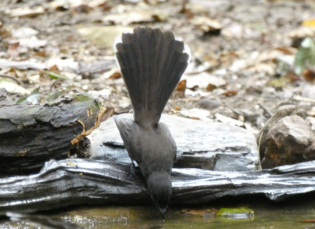 Malaysian Pied-Fantail - ML199232821