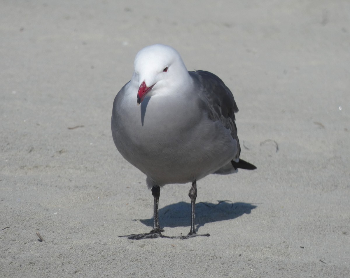 Heermann's Gull - ML199233841