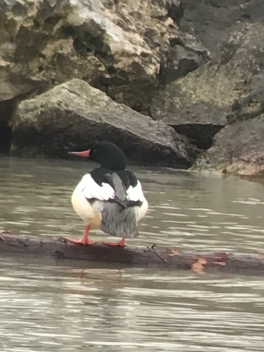 Common Merganser - Thomas Wood