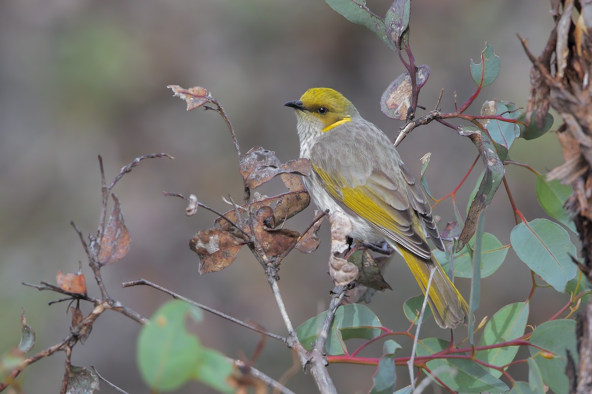 Yellow-plumed Honeyeater - ML199234671