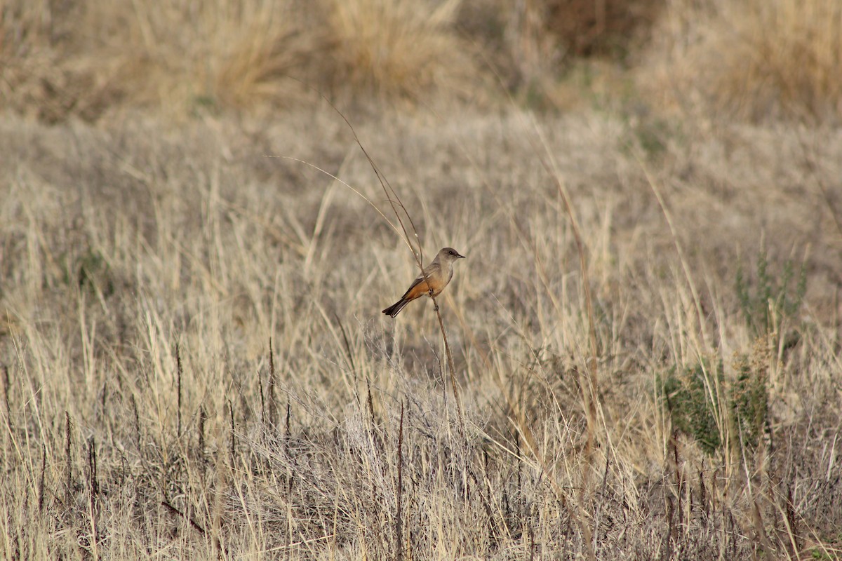 Say's Phoebe - ML199234681