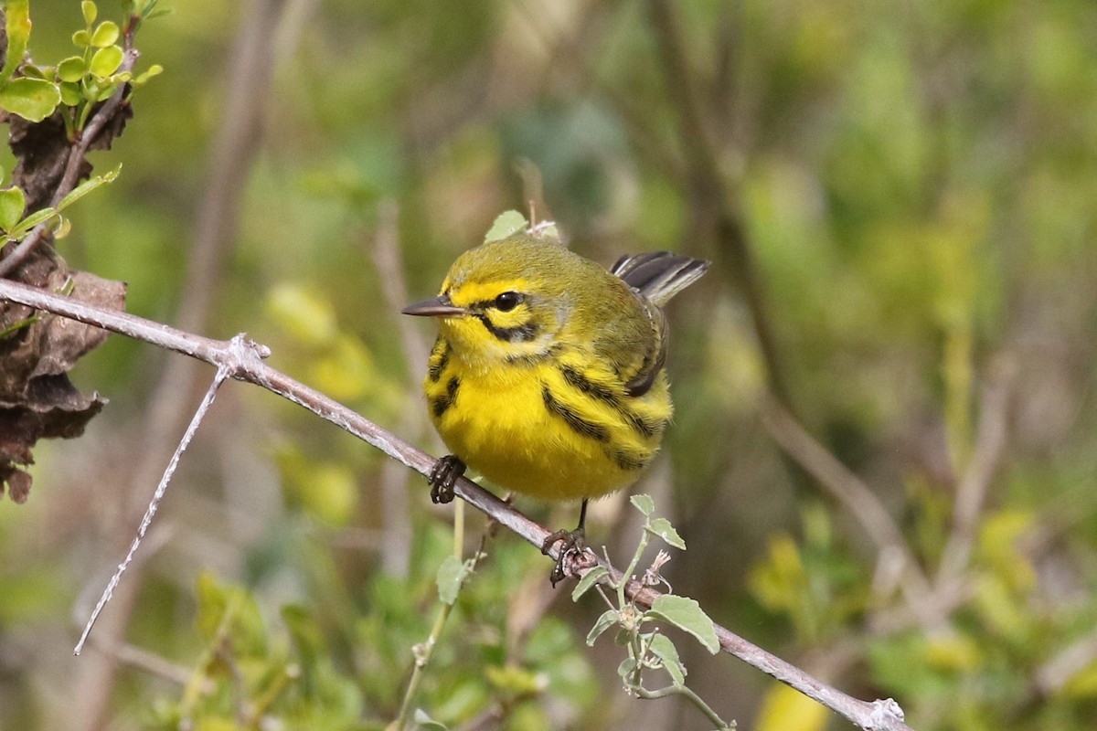Prairie Warbler - ML199235611
