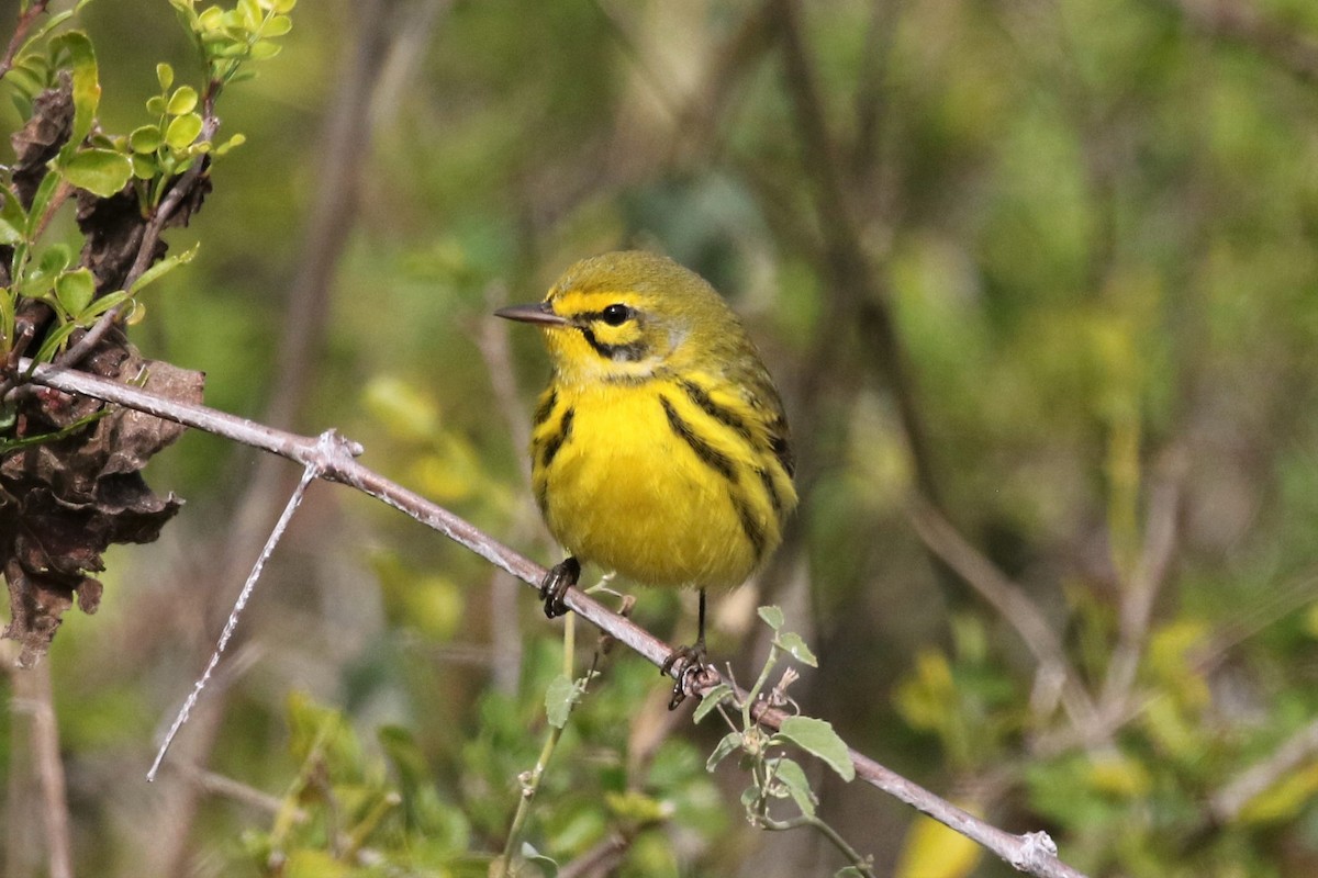 Prairie Warbler - ML199235631