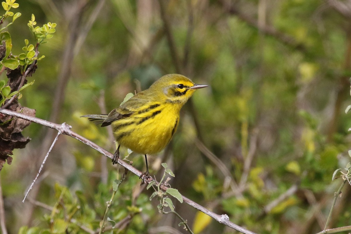 Prairie Warbler - ML199235661