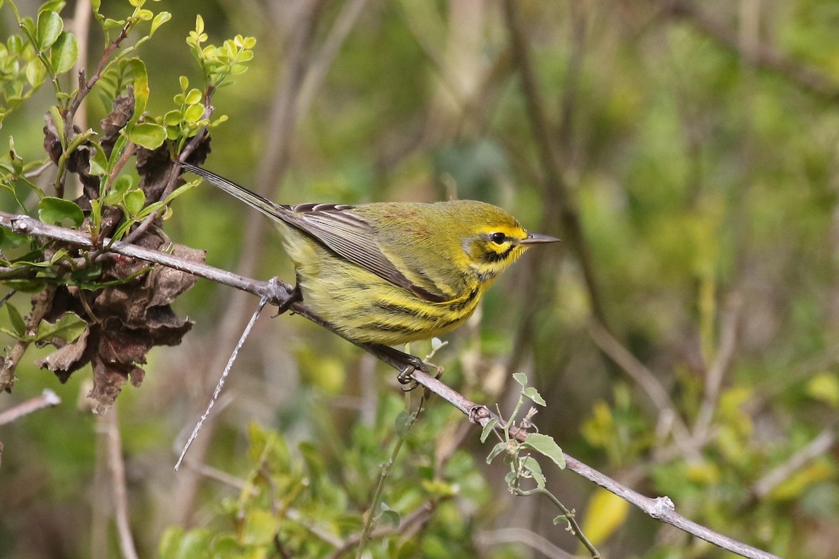 Prairie Warbler - ML199235671