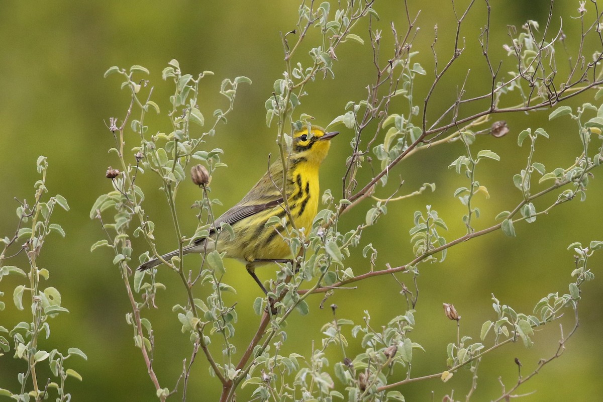 Prairie Warbler - ML199235691