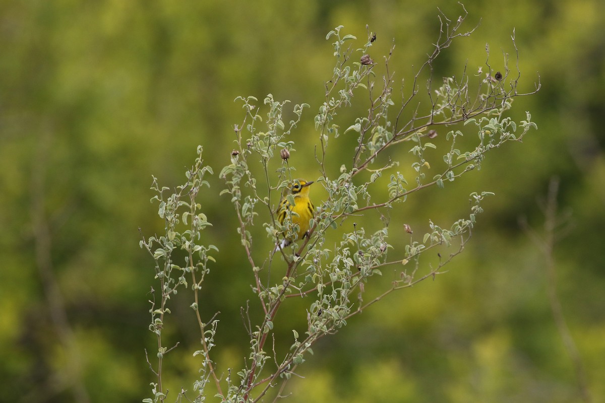 Prairie Warbler - ML199235731