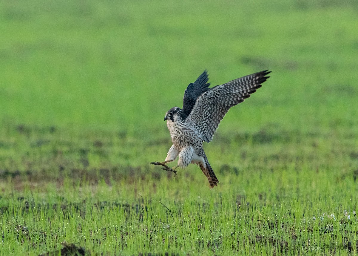 Peregrine Falcon - ML199236331