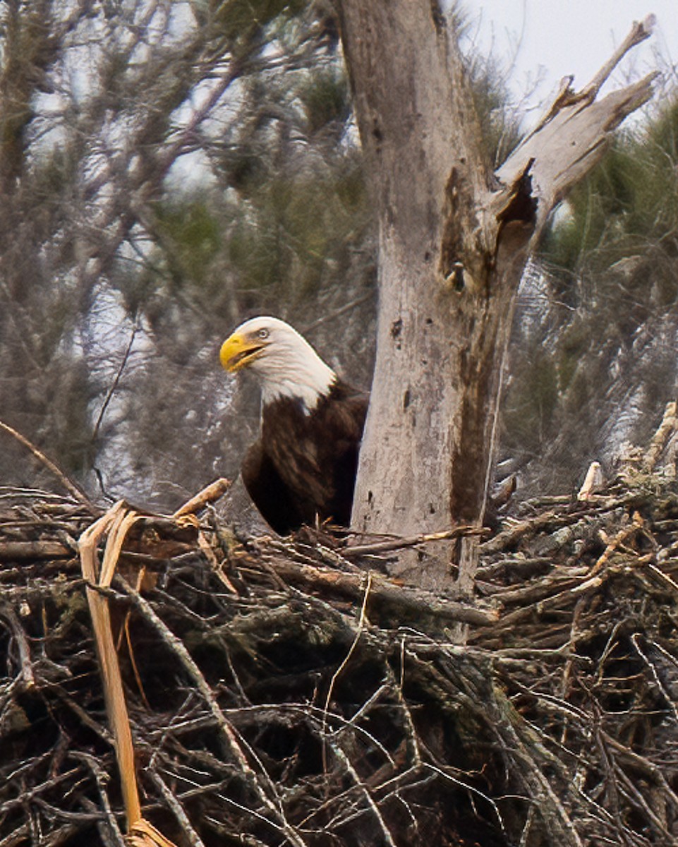 Bald Eagle - ML199238501