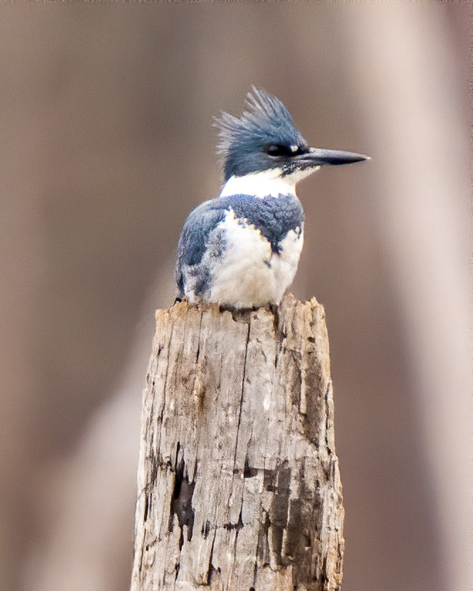 Belted Kingfisher - ML199238611