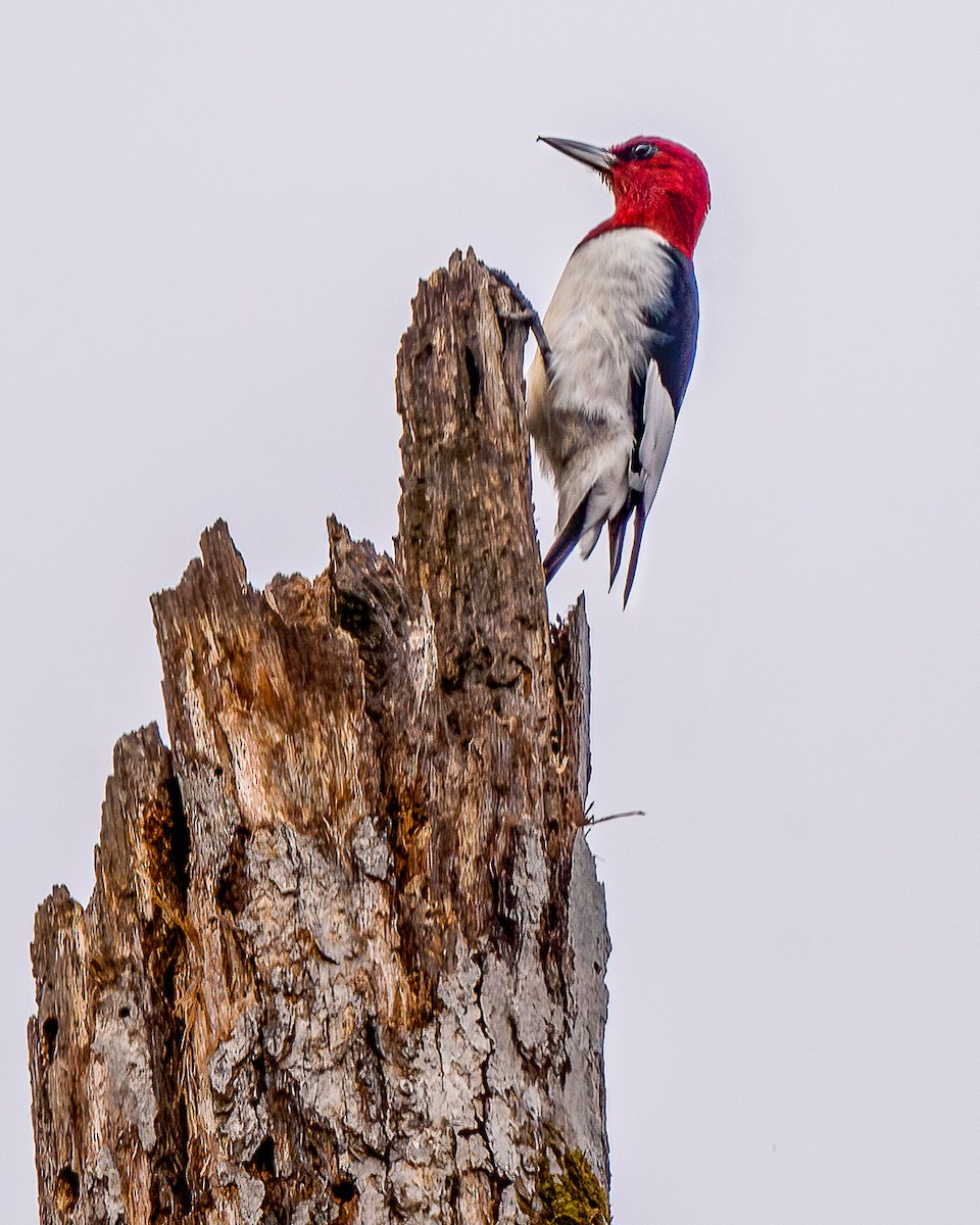 Red-headed Woodpecker - Alex Calder