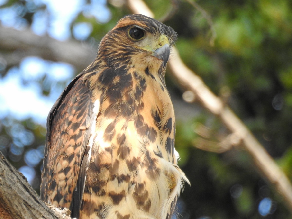 Harris's Hawk (Bay-winged) - ML199239781