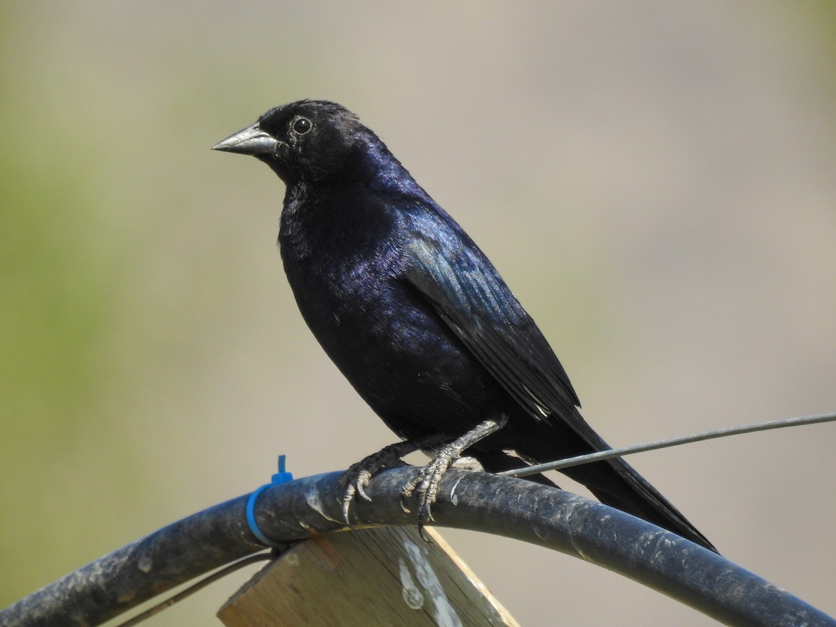 Shiny Cowbird - ML199239801