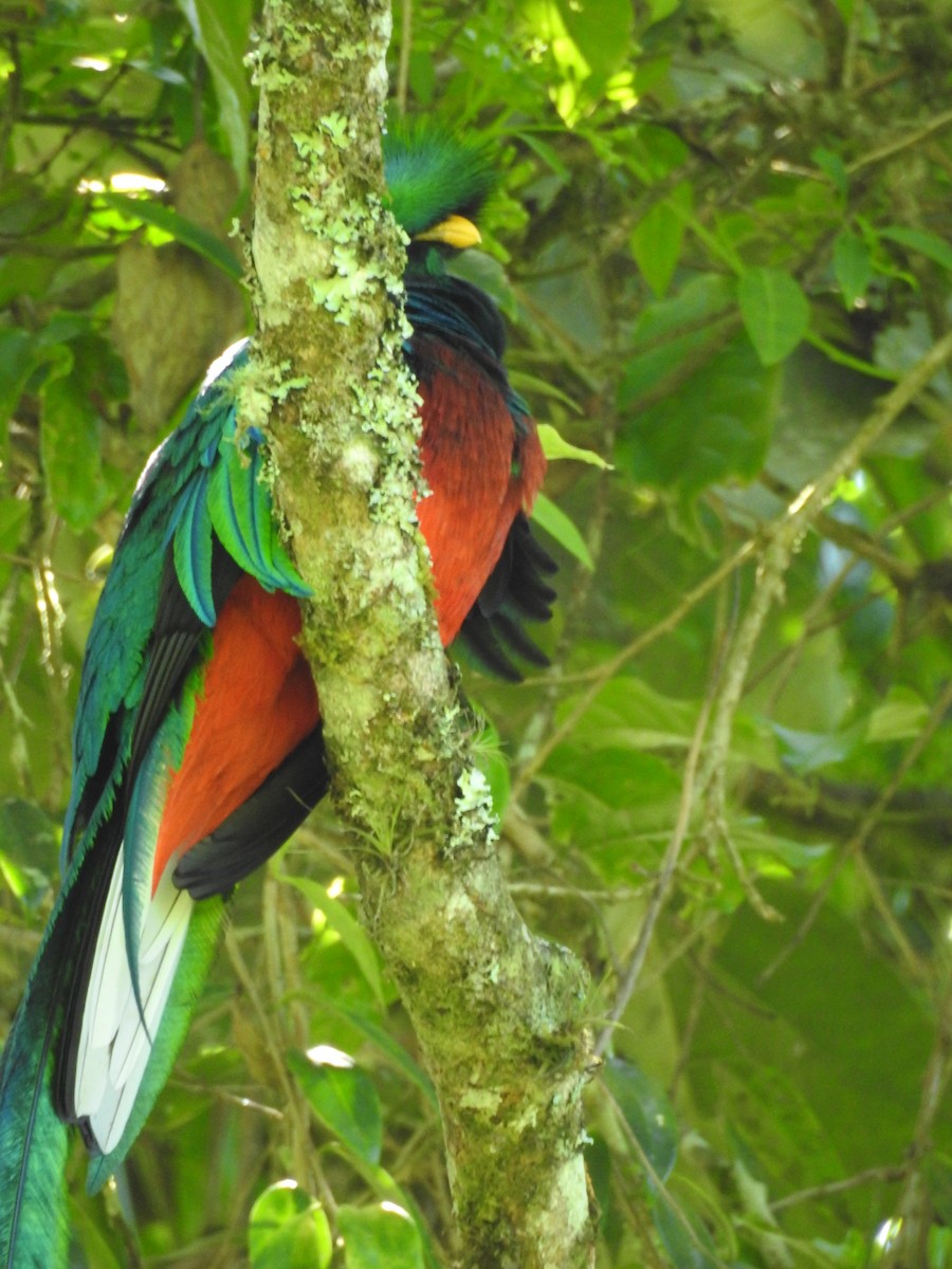 Quetzal resplendissant (mocinno) - ML199244001