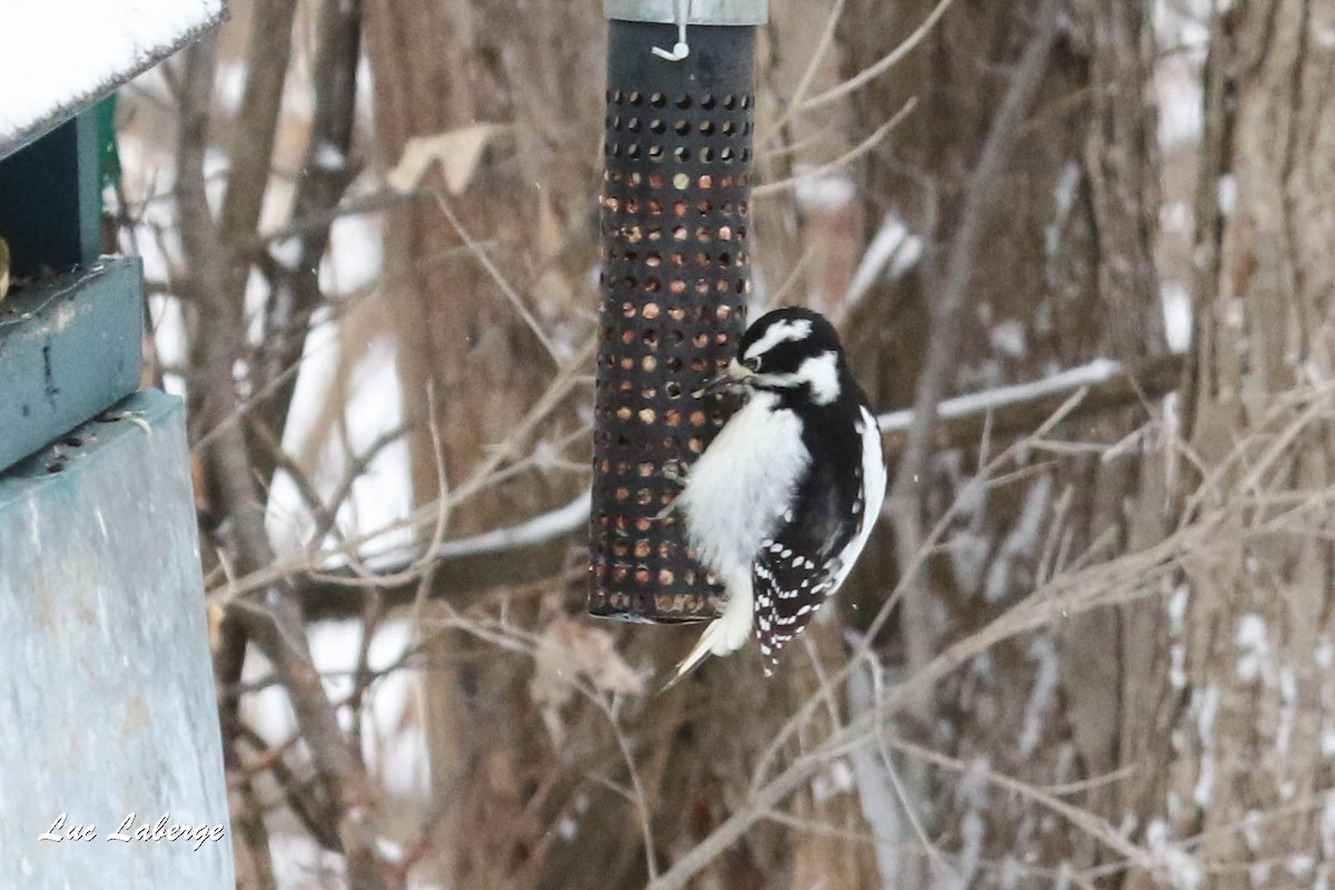 Hairy Woodpecker - Luc Laberge