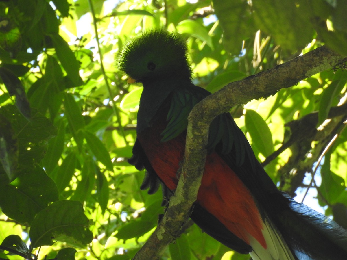 Resplendent Quetzal (Guatemalan) - ML199244381