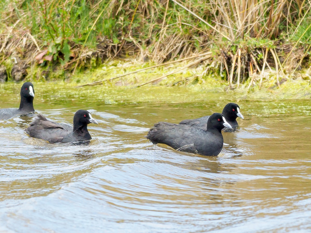 Eurasian Coot - Karyne Wee