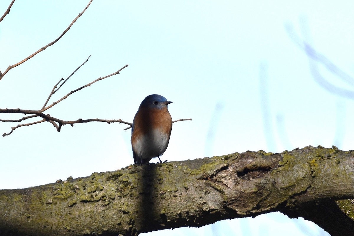 Eastern Bluebird - ML199246101