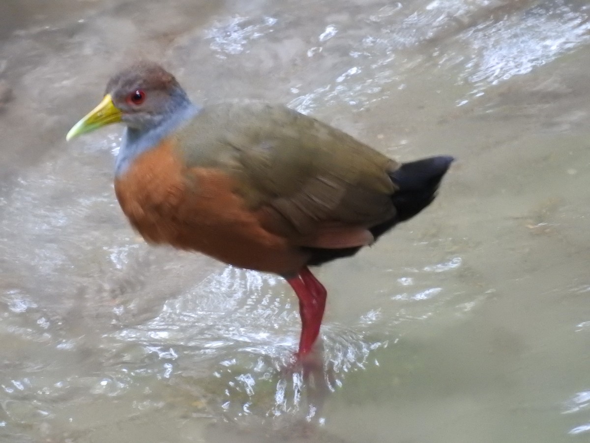 Gray-cowled Wood-Rail - ML199246321