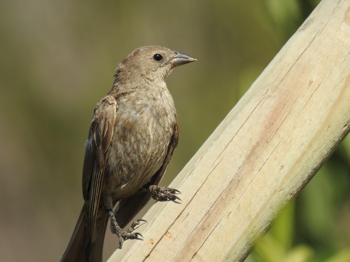 Shiny Cowbird - ML199246341