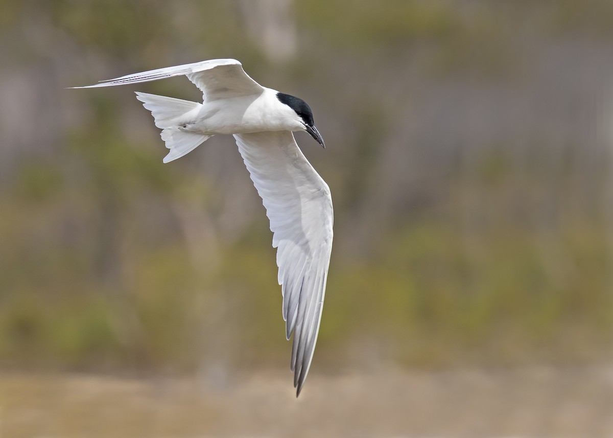 Australian Tern - Stephen Murray