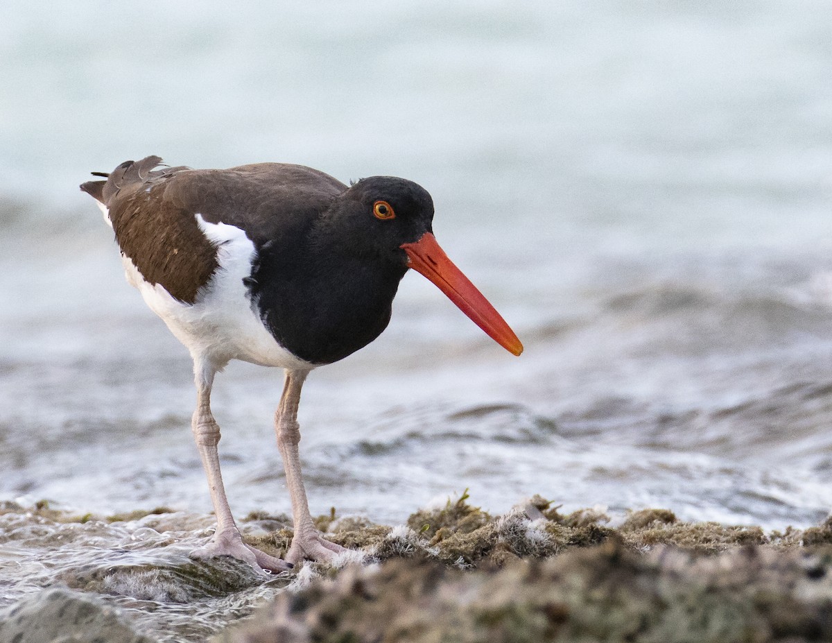 American Oystercatcher - ML199251671