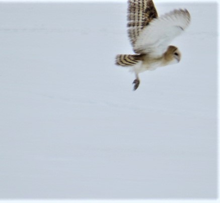 Barn Owl - pamela hoyland