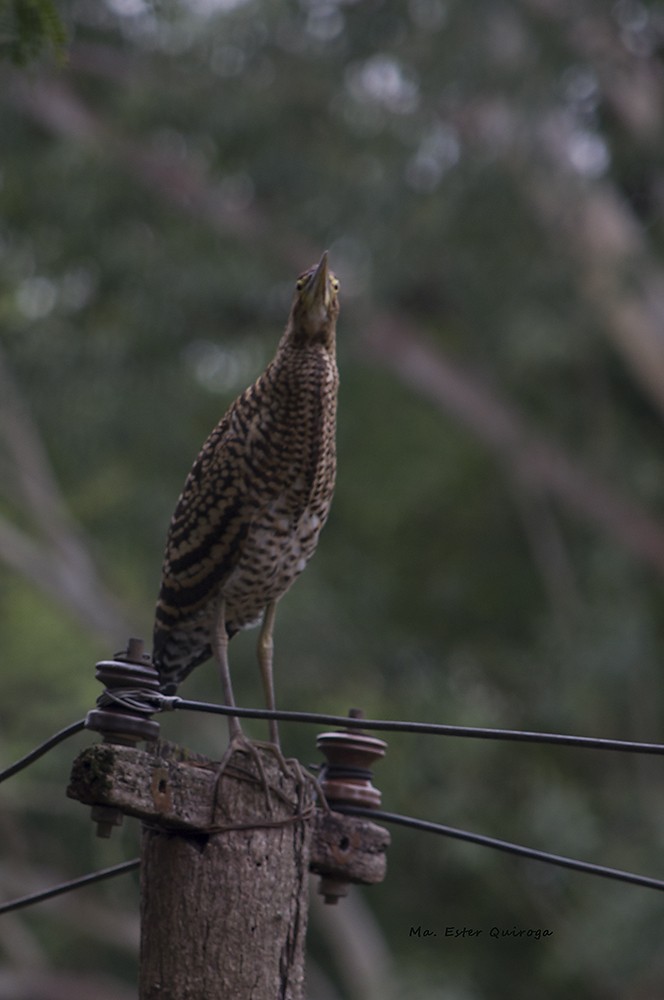 Rufescent Tiger-Heron - ML199253751