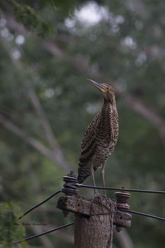 Rufescent Tiger-Heron - ML199253771