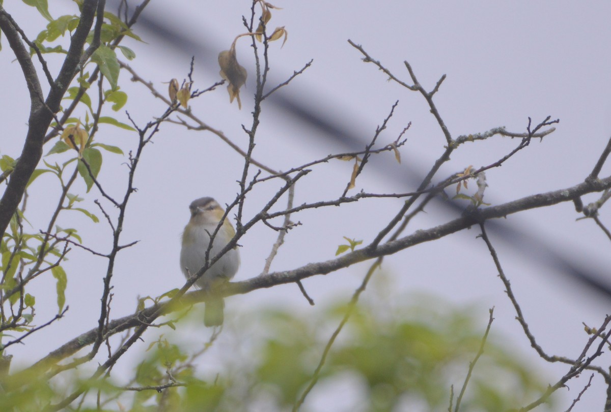 brunøyevireo - ML199253801