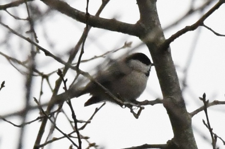 Carolina Chickadee - ML199257981